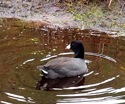 [This bird sitting in the water appears to be a strangely colored duck. Its body is grey and its head and neck are black. It has red eyes and a white beak with a dark stripe across it near the tip.]